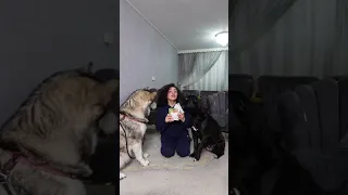 تطعيم الكلاب 