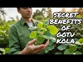 Gotu Kola The World s Most Powerful Herb Documentary