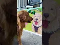 Day in the Life Pet Sitting Adventures with Rover in NYC