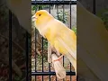 Download Lagu Canary AF gacor full speed tembakan rapat #canario #kenarigacor #canary#canaris#kenarigacor
