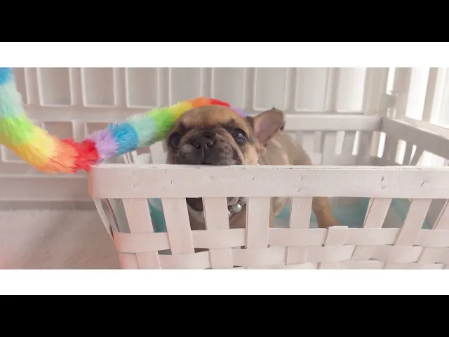 動画