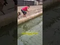 Download Lagu Crocodile found in pool😯#shorts