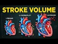 Stroke Volume Crash Course Preload Afterload Contractility