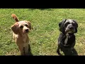 Poogle Dogs Love Their Food - Obedience Disobedience Fun Trocks