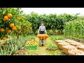 Lagu Harvest, Sell, Cook: Oranges, Aloe Vera, Green Mango, Green Beans, Eggs - Farm Life.