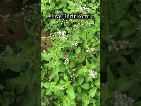 Iwulo Ewe Rerinkomi (Ewe Imi Esu, Ewe Apasa)