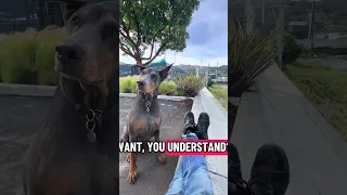 #Fyp #fypシ #pets #doberman #dream