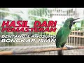 Download Lagu ISTIMEWA 💯 Cucak Ijo Gacor Ngentrok Bongkar Isian - Nembak Kasar Ampuh Buat Masteran Cucak Ijo