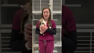 What does a Veterinarian think about litter boxes