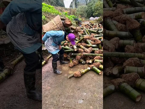 Handicraft item making from bamboo culms 👌-5379C1