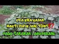 Download Lagu KAPAN WAKTU YANG TEPAT UNTUK PEMUPUKAN⁉️