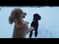 How much exercise do Standard Poodles need daily Can you walk them in the snow