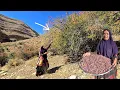Download Lagu 🏔️🥜 From Wild Pistachios to Red Barberries 🍇: Kolsoom’s Healing Journey for Gordo 💊