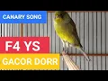 Download Lagu CANARY SINGING 22 | F4YS GACOR DORR