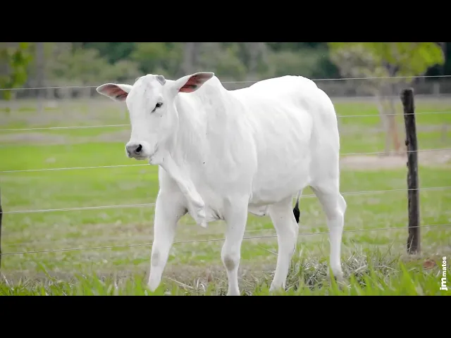 Novilha Nelore AFOM - 5590