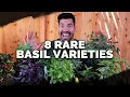 8 Basil Varieties You Might Not Know About