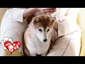 TLC House Pet Sitting Phoenix AZ