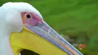 تسابيح    دندنها