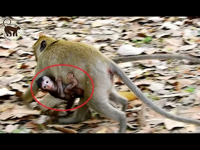 Young female monkey Jill steal baby Jessie run quickly, baby cry cus hungry milk