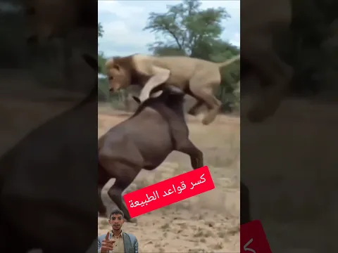 اللحظة التي انكسرت فيها هيبة الاسد عندما يفز المفترس #shorts