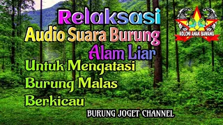 audio terapi suara kicau burung di alam liar untuk burung malas berkicau