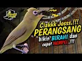 Download Lagu Ciak Joss Kecial Kuning PERANGSANG Ampuh Bikin Kecial BIRAHI dan CEPAT NEMPEL‼️| PEPADU KECIAL