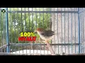Download Lagu 100% NYAUT....!!! Banyak Prenjak Lumut Lain Ikut Bunyi Gacor Dengan Satu Kali Pancingan