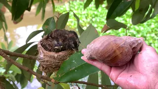 Thăm Lại Ốc Sên Hoa Sau 1 Năm, Phát Hiện Tổ Chim Lạ