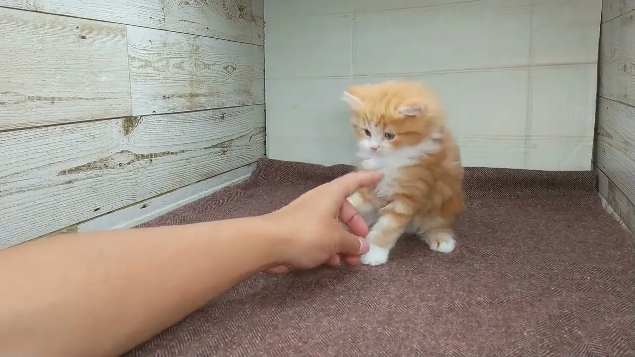 動画