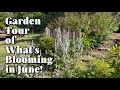 Download Lagu June Garden Tour of What’s Blooming! (What’s Blooming Wednesday)