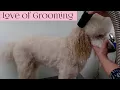 Dog Drying Techniques - Kennel Drying
