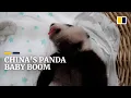 Giant panda numbers surge in China but less adorable animals still need conservation help
