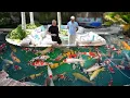 Download Lagu World's Largest Koi Pond! **Big Fish**