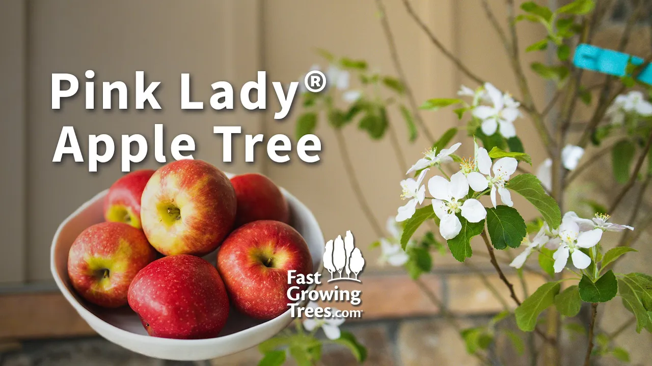 Pink Lady Apple Trees For Sale Online