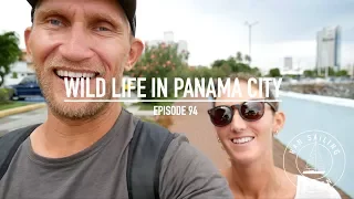 Wild Life In Panama City – Ep. 94 RAN Sailing