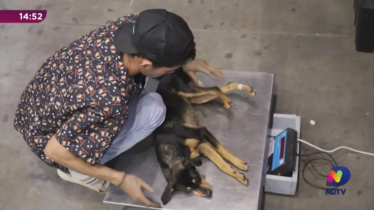 Mutirão de castração social acontece neste sábado em Blumenau