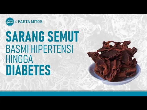 Herbal Khas Papua, Ini Manfaat Rebusan Sarang Semut Untuk Kesehatan