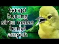 Download Lagu terapi sirtu macet bunyi dengan suara sirtu betina ini,pasti sirtu macet jadi gacor lagi.