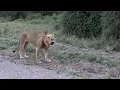 Download Lagu Male lion letting everyone know its a takeover