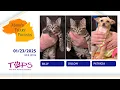 2025 Billy Dillon and Patricia Mark s Furry Friends Extra