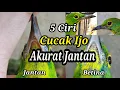 Download Lagu Ciri Ciri Ampuh Memilih Cucak Ijo Muda Jantan | 5 Tips Yang Wajib Di Coba !!