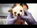 Download Lagu Emergency! Little Linda was terribly neglected… she needs help right now!