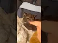 Lagu Een kleine update over Mocha! Het lijkt erop dat ze een comfortabel plekje heeft gevonden! #katmi...