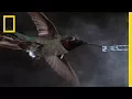 Download Lagu See Hummingbirds Fly, Shake, Drink in Amazing Slow Motion | National Geographic
