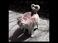 Download Lagu EVERYTHING {sped up}
