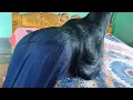 Beautiful Indian Girl Gorgeous Silky Long Hair Play | Hair Play For Black \u0026 Sinning 4Ft Long Hair |