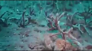 يا رب عدت إلى رحابك مستسلما  مستمسكا  بعراكا دندنها