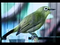 Download Lagu Suara pikat burung pleci liar paling ampuh 100% || anti zonk