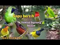Download Lagu SUARA PIKAT BURUNG RIBUT JITU...SAPU BERSIH SEMUA BURUNG HUTAN
