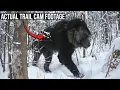 Disturbingly Raw NEVER SEEN BEFORE Trail Cam Footage